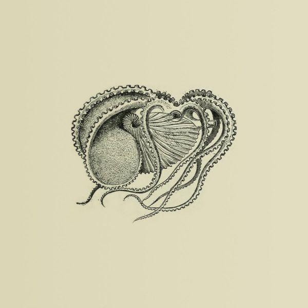 Файл:Gala - Berlin sea.jpg